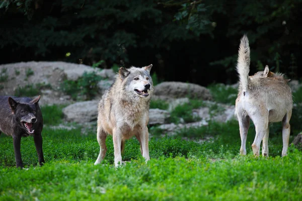 Pack of wolves in natural