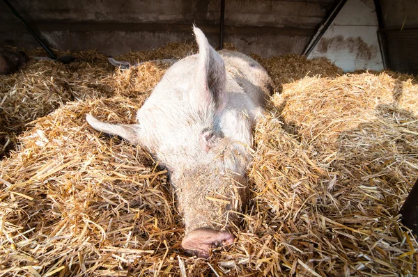 Sleeping pig on the farm