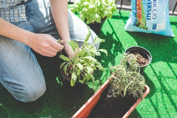 Man hands gardening