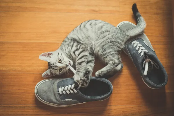 Puppy cat playing with shoes