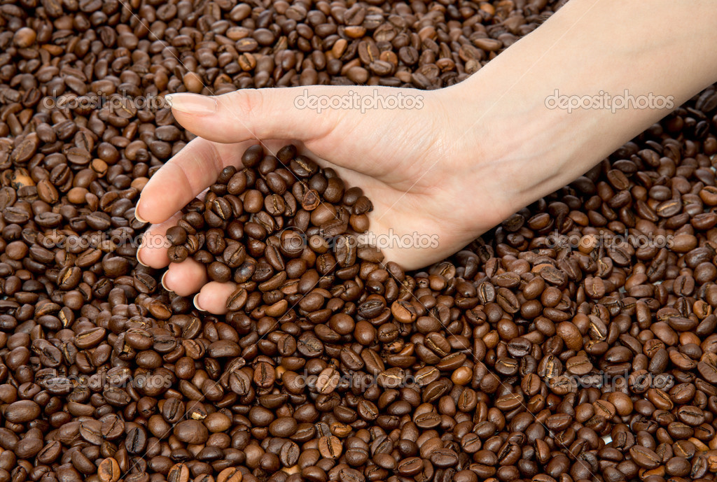 Holding Roasted Coffee Beans Holding Fresh Roasted Coffee Bean Stock Photo