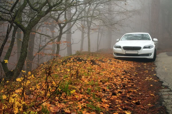 White car in the autumn forest in the fog