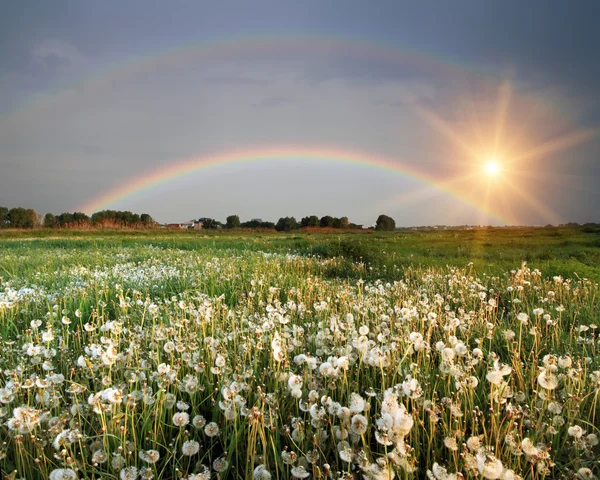 Rainbow over the field with flowers