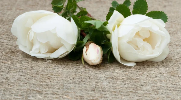 White roses on vintage cloth