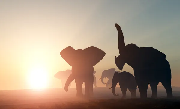 Elephants.