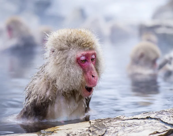 Snow Monkey Park