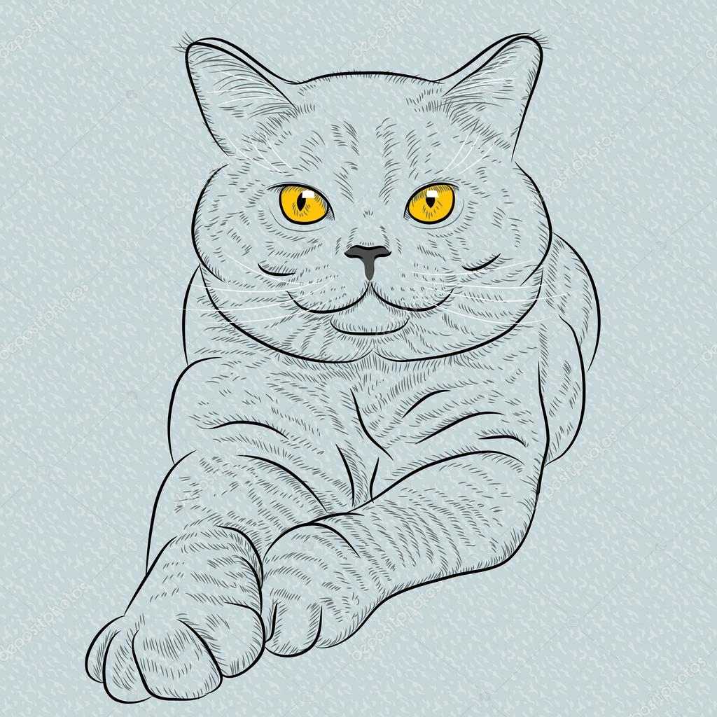 Нарисовать шотландскую кошку Нарисовать шотландскую кошку
