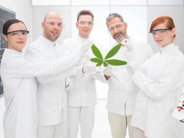 Scientists holding a genetically modified leaf