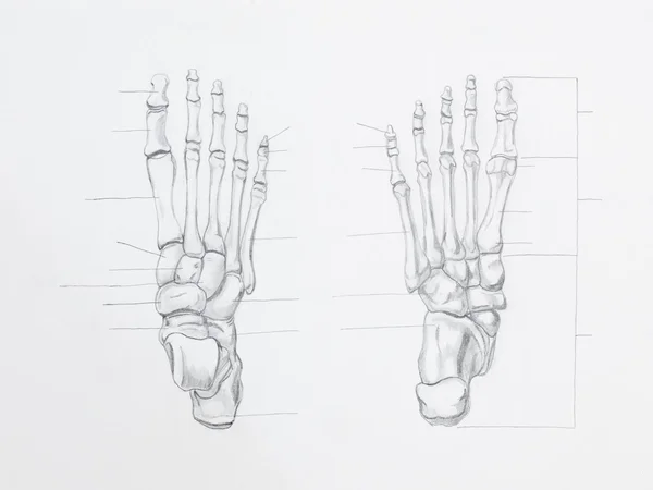 Anatomy pencil drawing