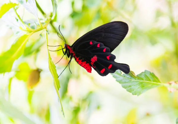 Black butterfly with red pattern