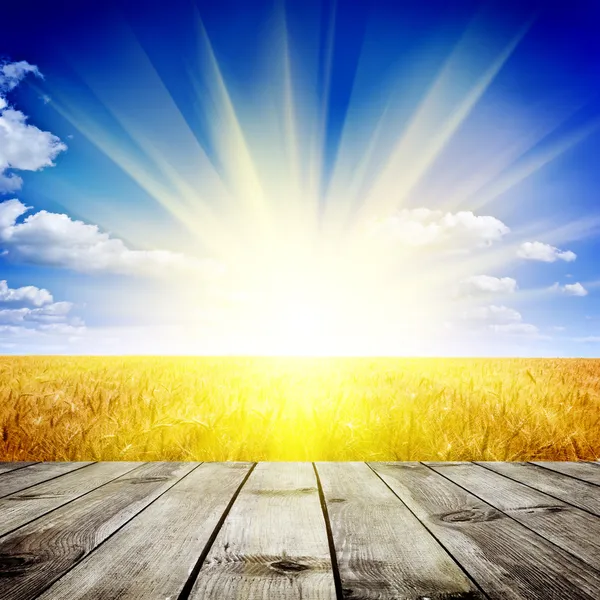 Yellow wheat field under nice sunset cloud sky background