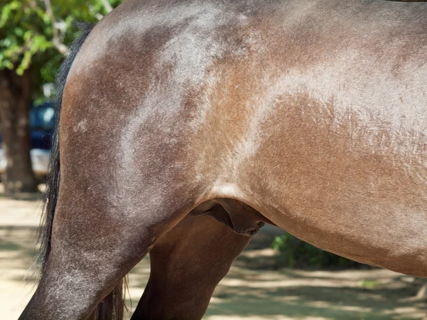 Croup and belly of Andalusian pure-bred stallion. Spain