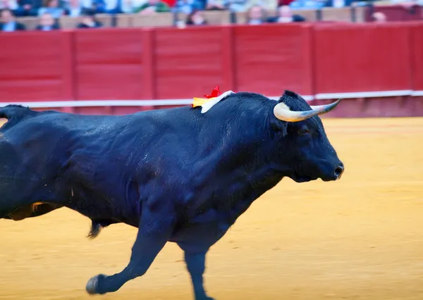 Running fighting black young bull at arena. Spain.