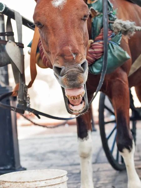 Funny yawning carriage horse in Santo Domingo, Dominican Republ