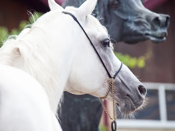 Portrait of white arabian stallion with statue of horse