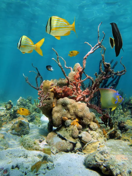 Colorful underwater scenery with corals and sea sponges