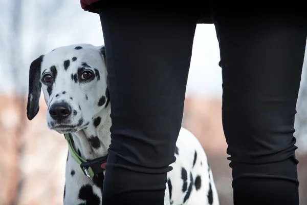 Dalmatian dog