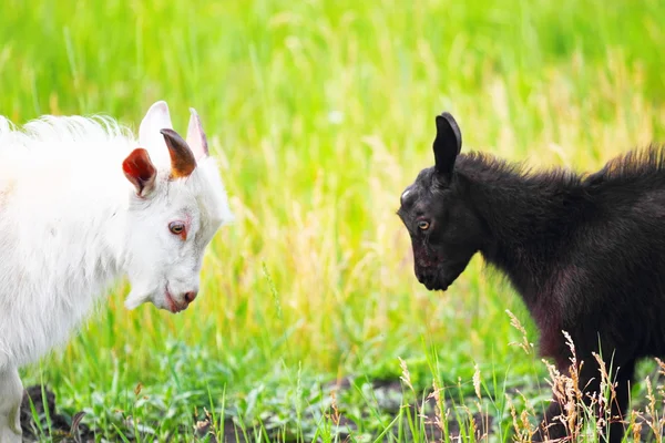 Adult and young goats fighting with their heads