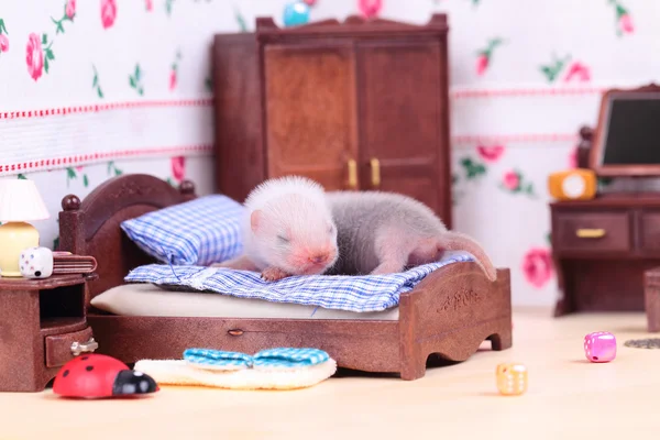 Ferret baby in doll house