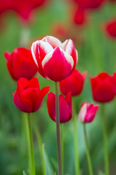 Vivid colorful tulips