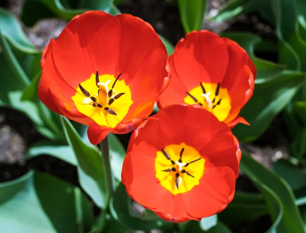 Red tulip bulbs