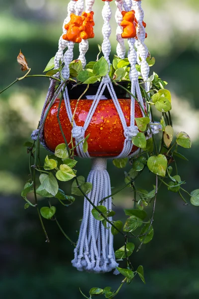 Hanging devil's ivy plant