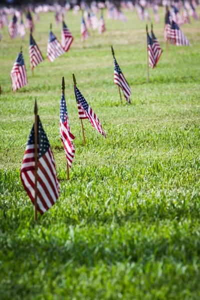 Us flags in a veterans cemetery on Veterans day