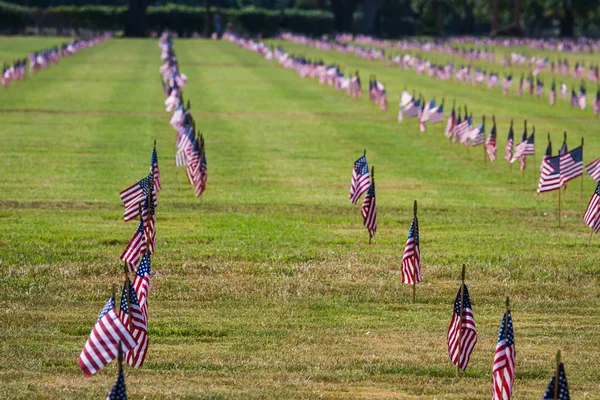 Us flags in a veterans cemetery on Veterans day