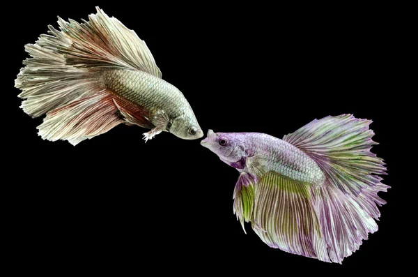 Two fighting fish, betta on black background