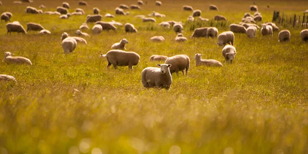 Group of sheep on field, South Island, New Zealand