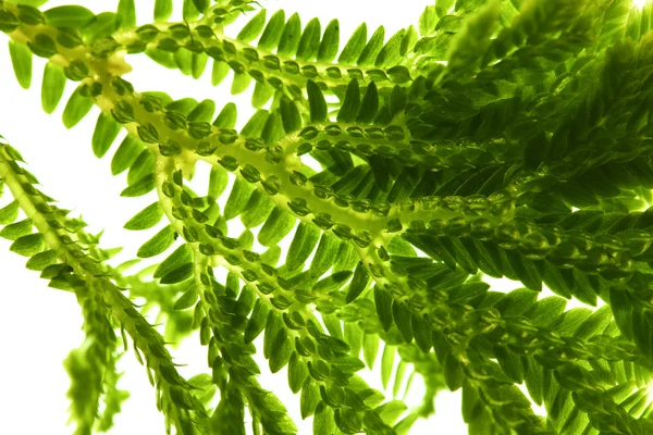 Selaginella, florist tropical moss