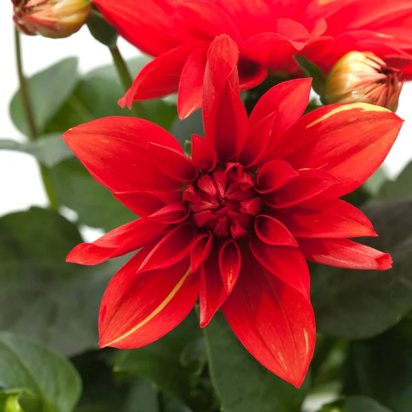 Red dahlia