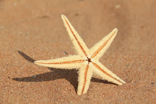 Starfish on sand