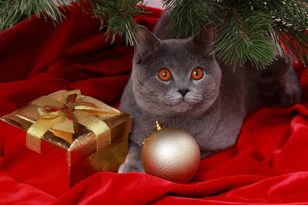 Cat under christmas tree