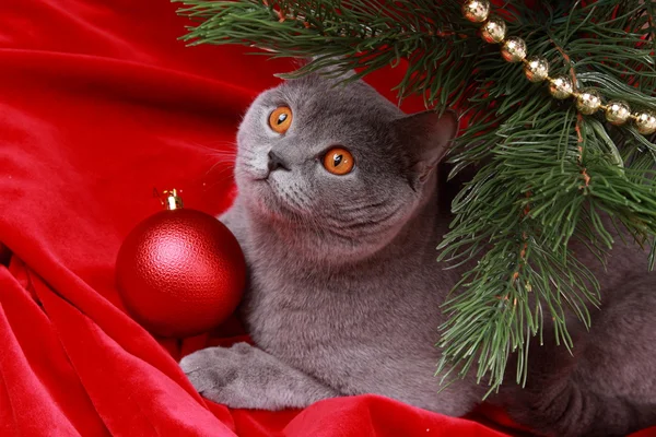 British cat and christmas tree