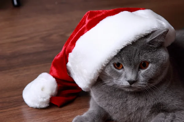 British gray cat with Santa hat