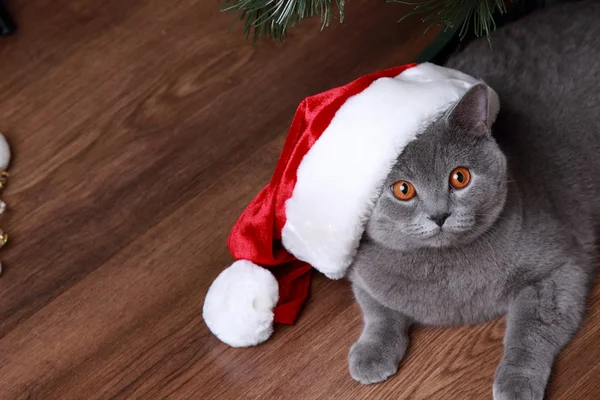 British gray cat with Santa hat