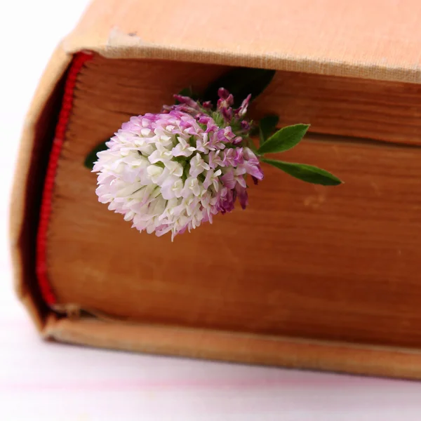 Flower between the pages of book