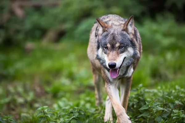 Gray,Eurasian wolf (Canis lupus) — Stock Photo #17128113