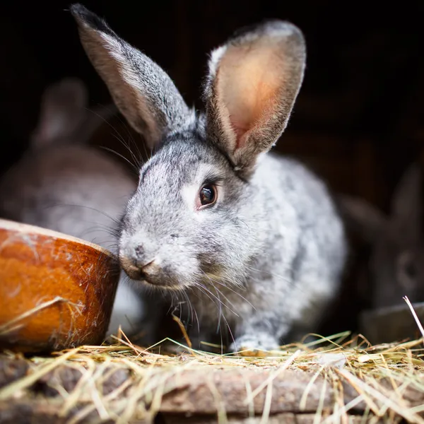 Cute rabbit popping out of a hutch (European Rabbit - Oryctolagu