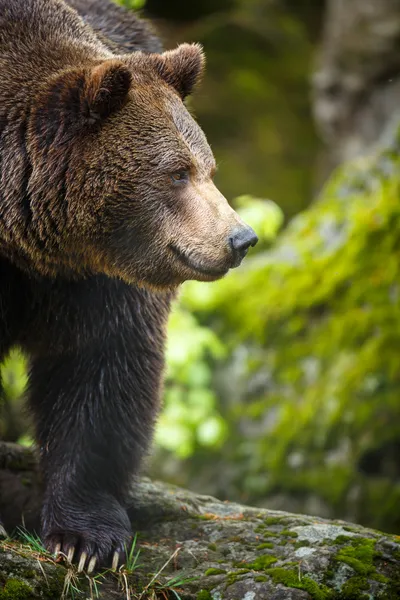 Brown bear