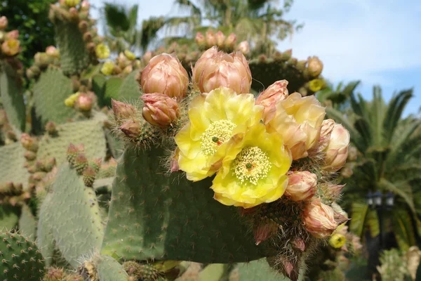 Cactus and flowers in garden