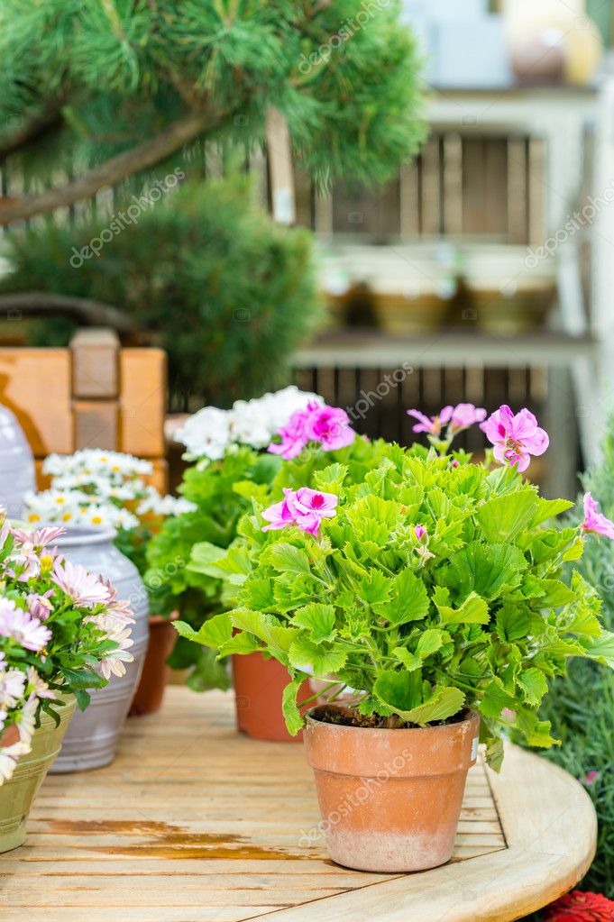 Bahçe Merkezi yeşil ev saksı çiçekleri — Stok Foto © CandyBoxImages