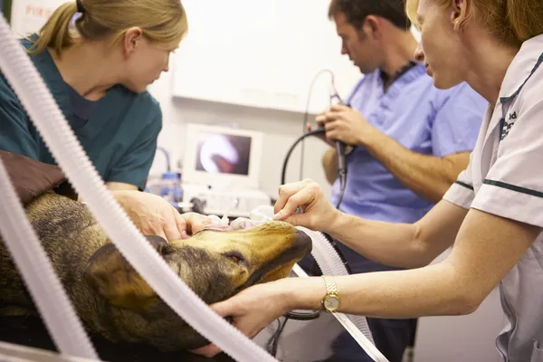 Dog Undergoing Surgery At Vets