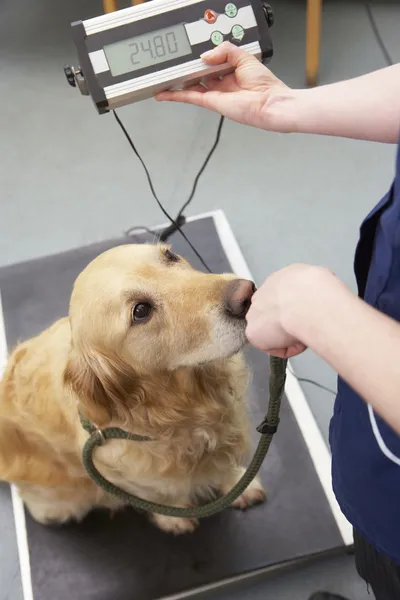 Nurse Weighing Dog