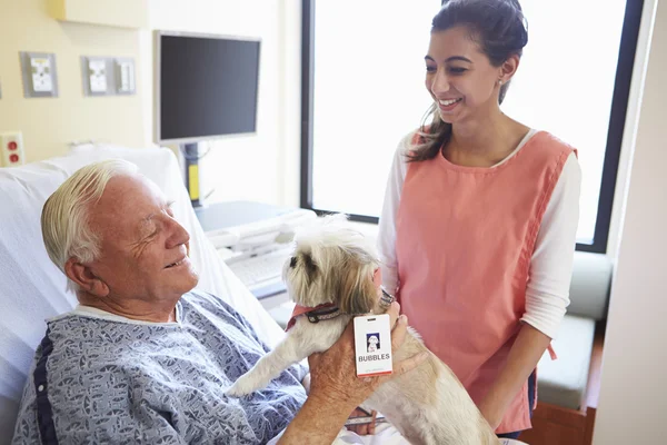 Pet Therapy Dog Visiting Senior Male Patient In Hospital