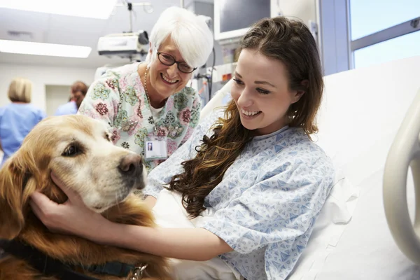 Therapy Dog Visiting Young Female Patient In Hospital