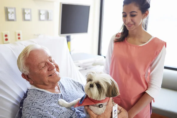 Pet Therapy Dog Visiting Senior Male Patient In Hospital