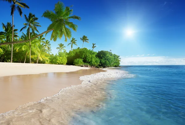 Caribbean sea and palms