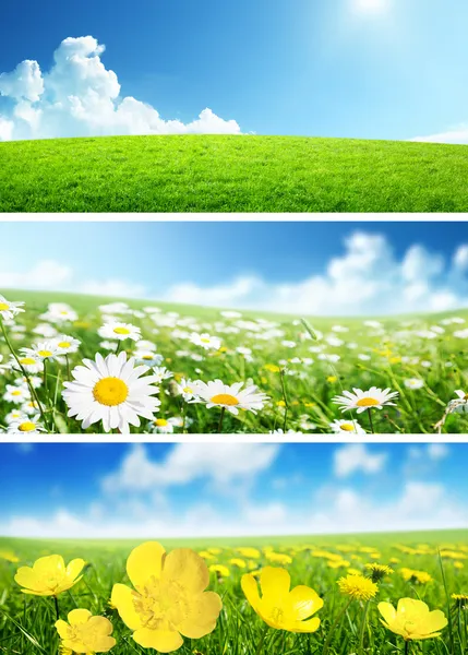 Banners of spring flowers and grass